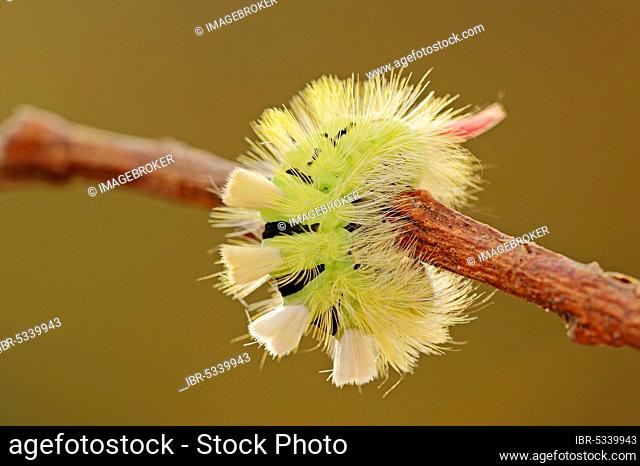 Pale Tussock (Calliteara pudibunda) (Dasychira pudibunda) Moth, caterpillar, North Rhine-Westphalia, Germany (Elkneria pudibunda), Red-tail Moth