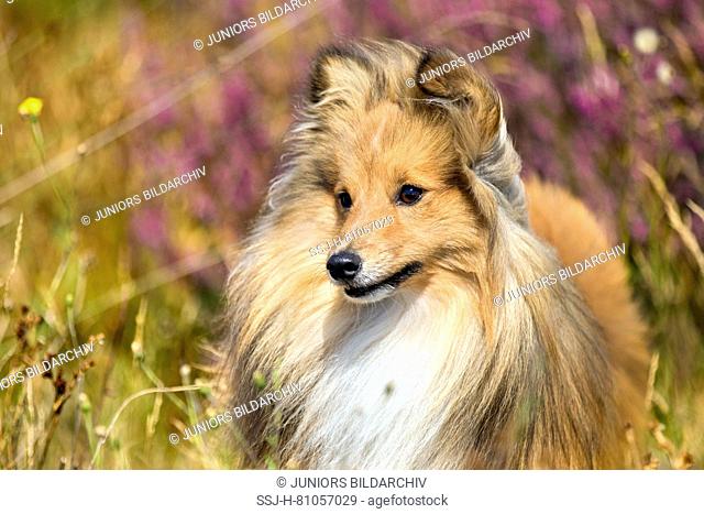 Sheltie, Shetland Sheepdog. Portrait of sable adult with flowering heather in background. Netherlands