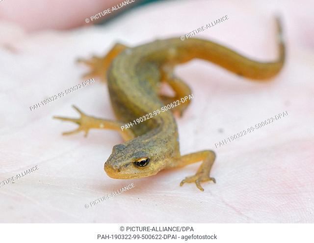 22 March 2019, Brandenburg, Sauen: A female pond newt (Triturus vulgaris) can be seen on the hand of a conservationist in the forest of the August Bier...