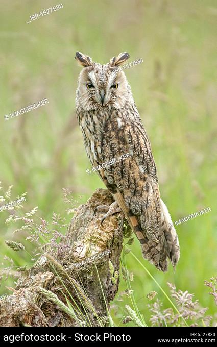 Long-eared owl (Asio otus) adult, sitting on tree stump in field, June (in captivity)