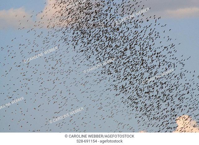 Flocks of birds at Chobe National Park. Botswana