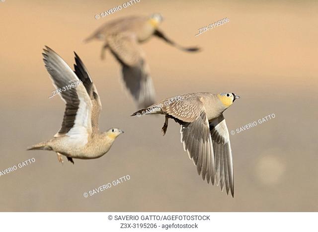 Crowned Sandrgouse (Pterocles coronatus), three adults in flight