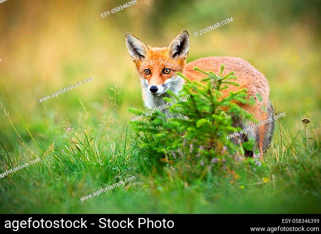 Curious red fox, vulpes vulpes, hiding behind a small spruce tree on glade in summer. Attentive mammal sneaking in green nature with copy space