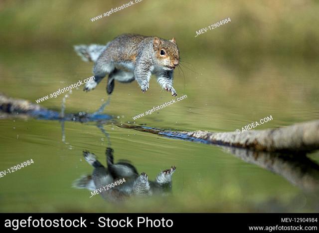 Grey Squirrel - Leaping - Cornwall - UK