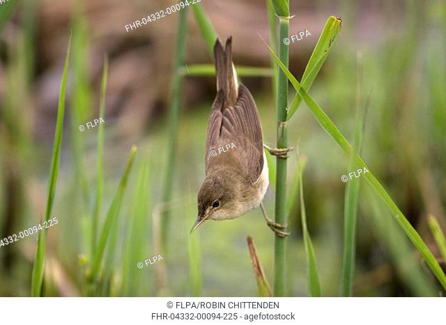 Eurasian Reed-warbler Acrocephalus scirpaceus adult, clinging to stem, Titchwell RSPB Reserve, Norfolk, England