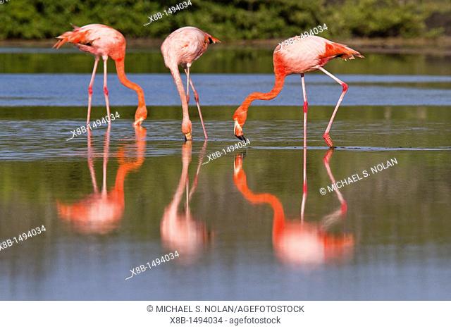 Greater flamingo Phoenicopterus ruber foraging for small pink shrimp Artemia salina in saltwater lagoon in the Galapagos Island Archipelago