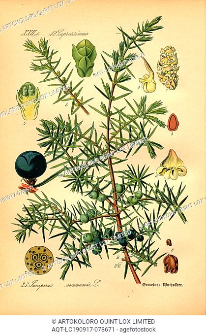 Common juniper, Juniperus communis L. - Common juniper or almond tree Family: 12. Cupressineae - cypress family, Signed: WM, pl. 23, after p. 56 (vol