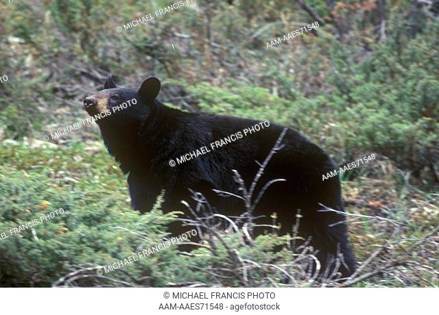 Black Bear (Ursus americanus) in Forest