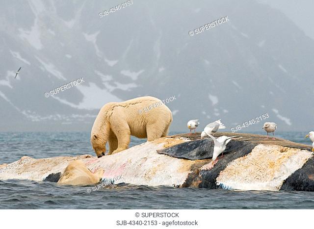 An adult polar bear Ursus maritimus scavenges the carcass of a fin whale Balaenoptera physalus, second largest of the whales below the blue whale
