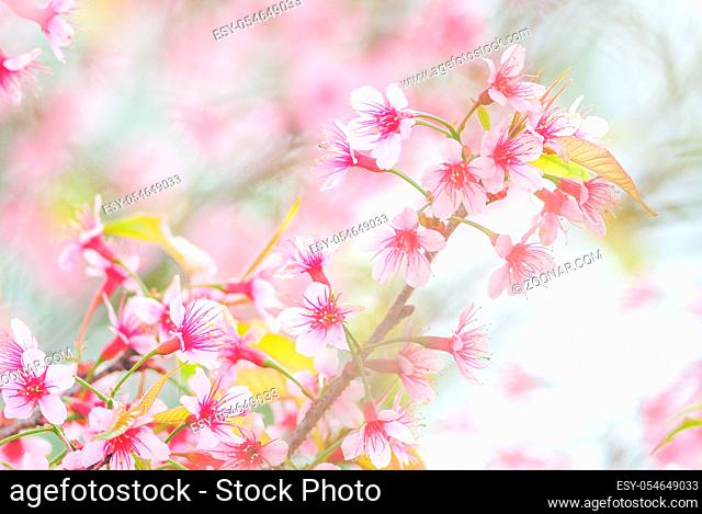 Spring time with beautiful cherry blossoms, pink sakura flowers