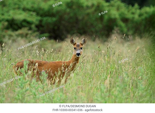 Western Roe Deer (Capreolus capreolus) doe, standing amongst long grass in meadow, Abernethy Forest, Strathspey, Cairngorms N.P