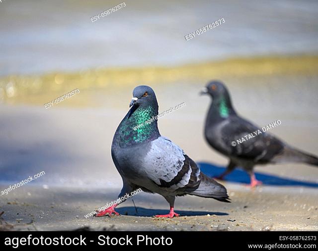 a pair of gray doves walking on the ground on a summer day, close up