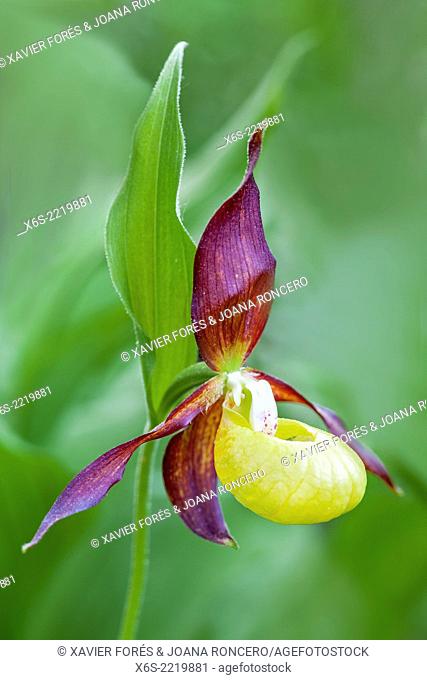 Lady's-slipper orchid - Cypripedium Calceolus -, Isere, Rhône-Alpes, France