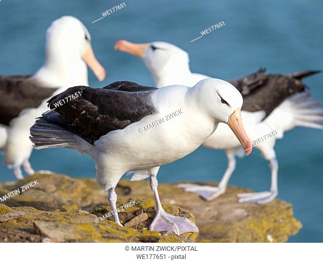 Black-browed albatross or black-browed mollymawk (Thalassarche melanophris), in the background a pair during typical courtship and greeting behaviour