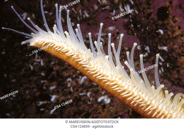 Seven-armed Starfish (Luidia ciliaris), detail of tube feet. Ria of Vigo, Pontevedra province, Galicia, Spain