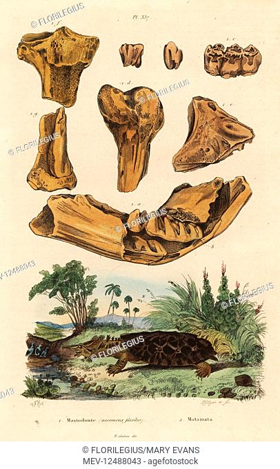 Fossil bones of an extinct American mastodon, Mammut americanum 1, and mata mata, Chelus fimbriata 2. Mastodonte (ossemens fossiles), matamata