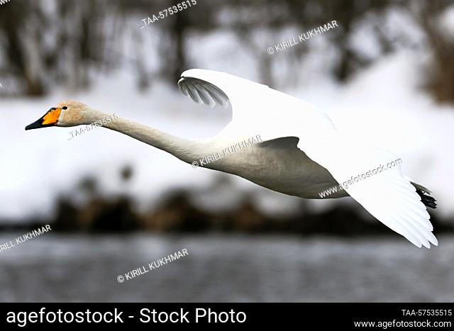 RUSSIA, ALTAI REGION - FEBRUARY 24, 2023: A swan is seen on Lake Svetloye (Lebedinoye) in the Lebediny Nature Reserve. The lake is the only place in Russia...