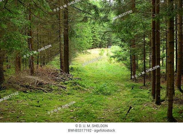 Norway spruce (Picea abies), path throgh an spruce forest, Germany, Bavaria, Oberpfalz