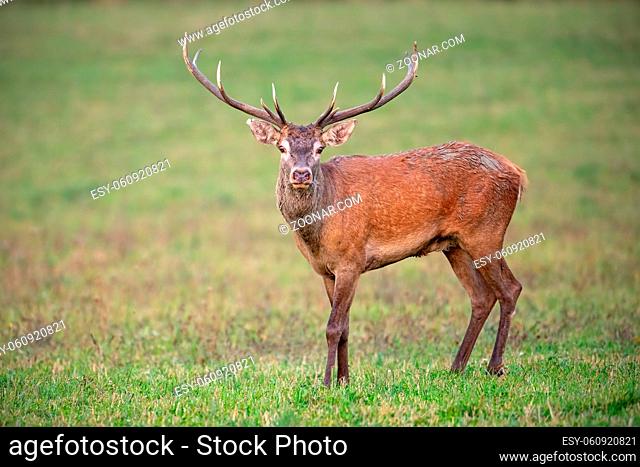Red deer, cervus elaphus, stag looking to camera on a green meadow in autumn. Wild animal in nature