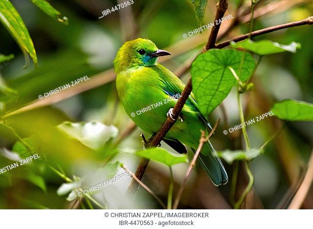 Blue-winged leafbird (Chloropsis cochinchinensis), female perched on branch, camouflaged amongst leaves, Kaeng Krachan National Park, Thailand