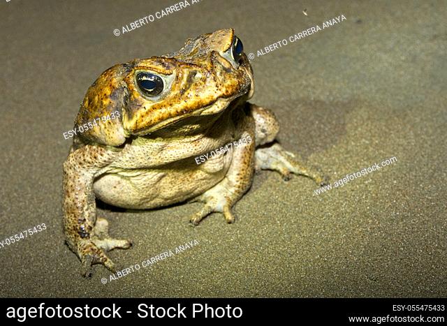 Cane Toad, Giant Neotropical Toad, Marine Toad, Rhinella marina, Marino Ballena National Park, Uvita de Osa, Puntarenas, Costa Rica, Central America, America