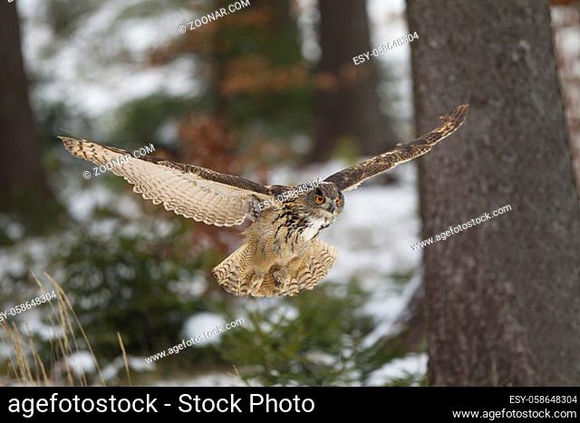 Uhu, Bubo bubo, Eurasian eagle-owl
