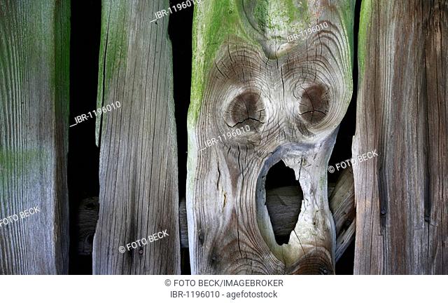 Wooden board with face, The Scream, Edvard Munch, annual rings, ghost, alien, fear