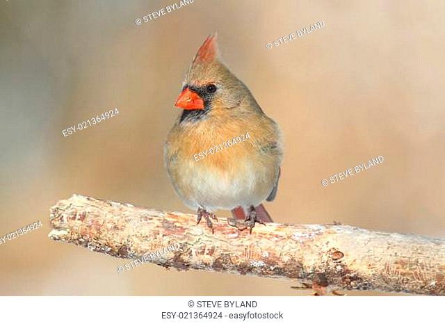 Female Cardinal On A Branch