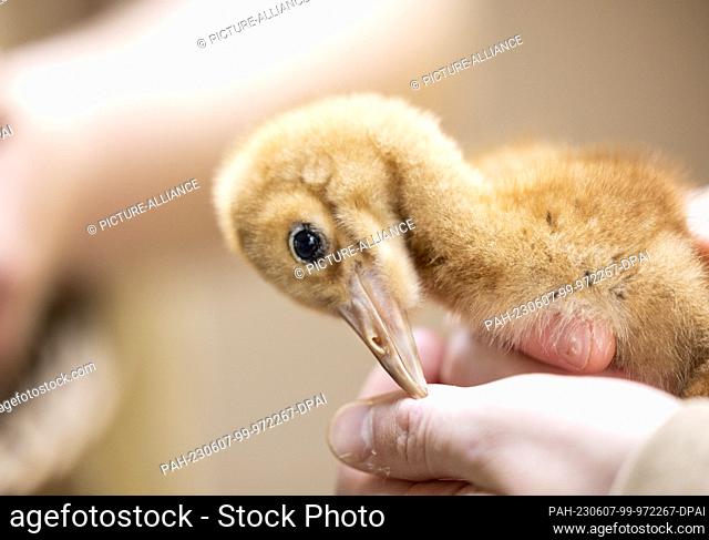07 June 2023, North Rhine-Westphalia, Cologne: A keeper holds the hand-reared snow crane chick in his hands. Two snow cranes have hatched at Cologne Zoo
