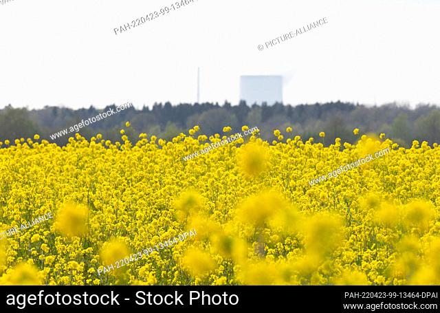 22 April 2022, Lower Saxony, Messingen: View of a rapeseed field in bloom with the Emsland nuclear power plant in the background