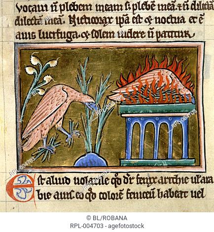 Death and rebirth of the phoenix, Miniature A phoenix gathers sweet-smelling spices for its own bier, and lies amidst the flames on its funeral pyre
