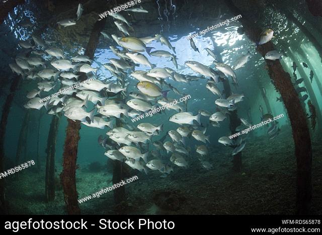 Brassy Rudderfish under Aborek Jetty, Kyphosus vaigiensis, Raja Ampat, West Papua, Indonesia