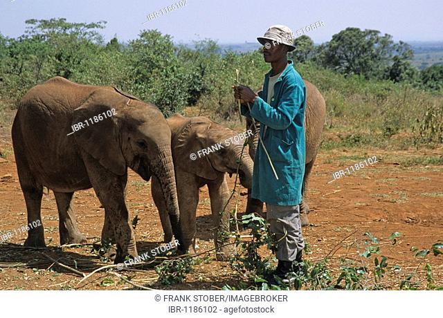 Young elephants (Loxodonta africana) and keeper, Sheldrick's Elephant Orphanage, an orphanage for elephants, Nairobi Game Park, Kenya, Africa