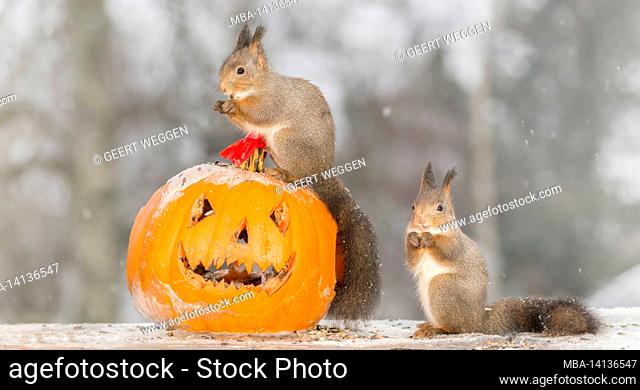 red squirrels standing with a halloween pumpkin on ice while snowing
