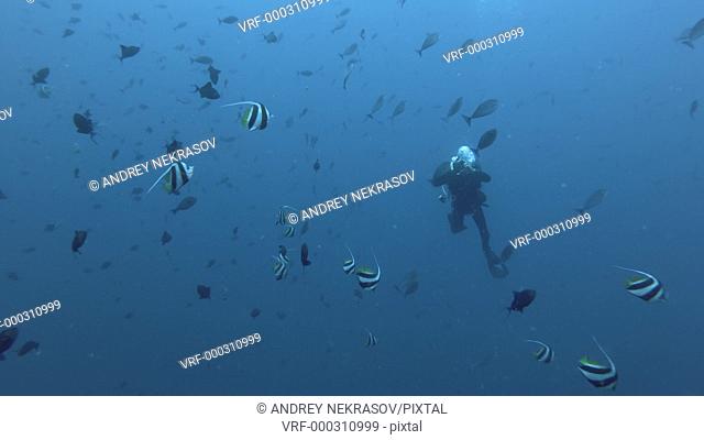 Scuba diver swim in the blue water and shooting school of Bannerfish and Triggerfish. Schooling Bannerfish - Heniochus diphreutes and Red-toothed Triggerfish -...