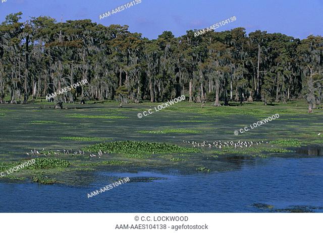 Hydrilla & Water Hyacinths (exotic) with Black-necked Stilts, Atchafalaya Basin, Louisiana
