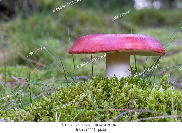 Russula Mushroom (Russula spec.), Henne, Region of Southern Denmark, Denmark