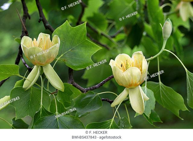 tulip tree (Liriodendron tulipifera), blooming branch