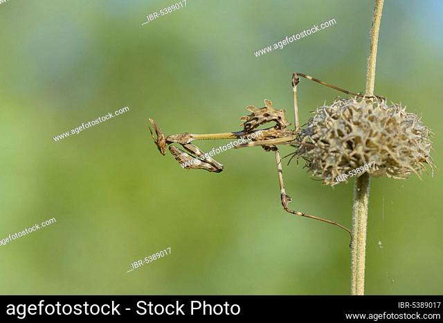Crested grasshopper, Dalmatia (Empusa pennata), Croatia, Europe