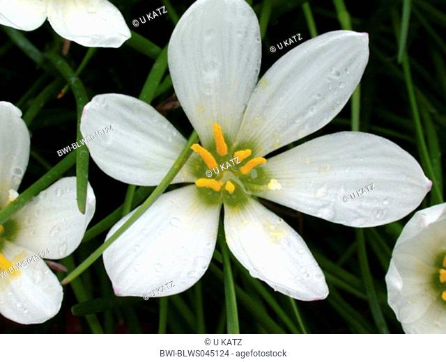 Autumn Zephirlily, White Rain Lily, Rainflower Zephyranthes candida, flower
