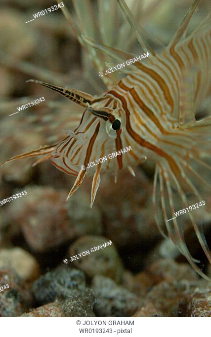 Natural light close up of a Juv Common Lionfish Pterios miles Dahab Egypt rr