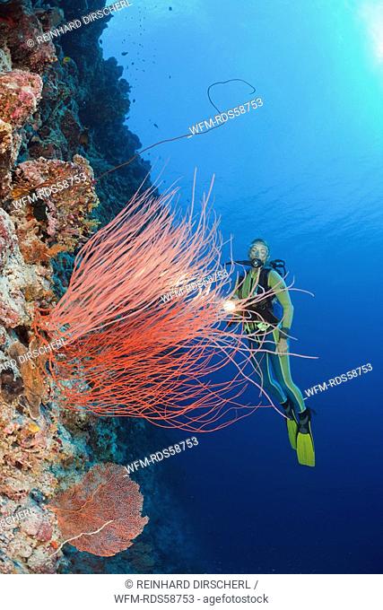 Red Whip Corals and Diver, Ellisella ceratophyta, Peleliu Wall, Micronesia, Palau