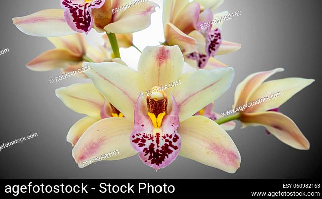full frame colorful orchid flowers closeup isolated in gradient back