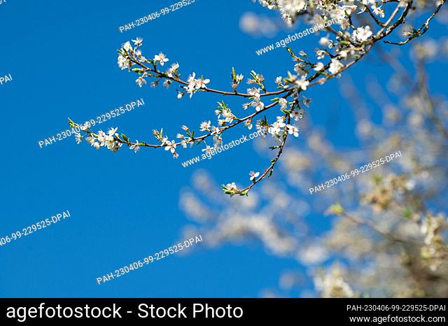 SYMBOL - 05 April 2023, Baden-Württemberg, Rottweil: Flowers can be seen on a tree in the sunshine. Photo: Silas Stein/dpa