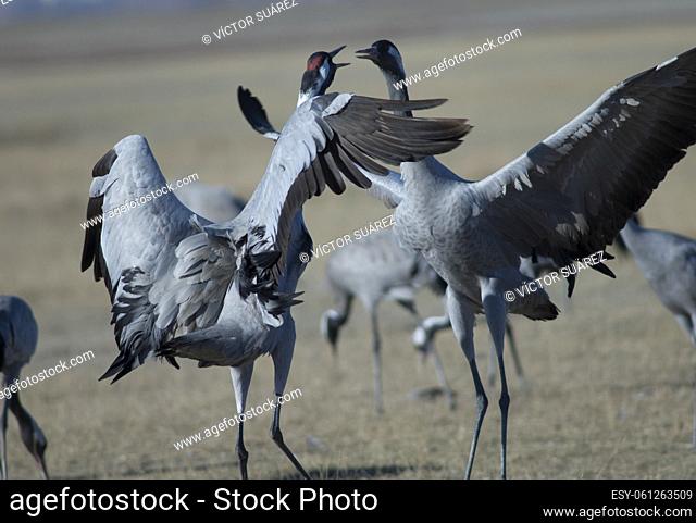 Common cranes (Grus grus) fighting. Gallocanta Lagoon Natural Reserve. Aragon. Spain