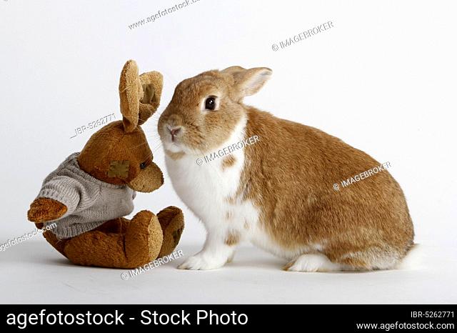 Dwarf rabbits and stuffed rabbits, domestic rabbits, soft toy, toys