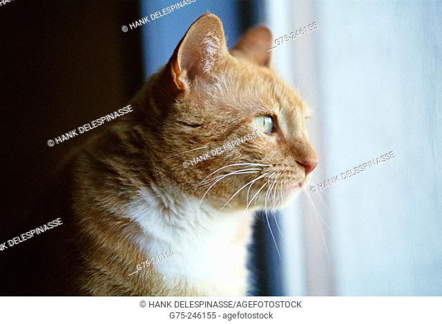 Red tabby cat