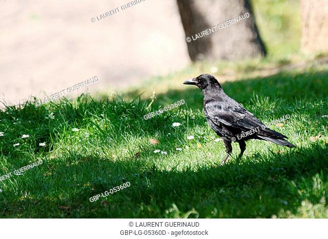 Park, Crow, Parc des Glacières, Bolougne-Billancourt, Hauts-de-Seine (92), Ile de France, France