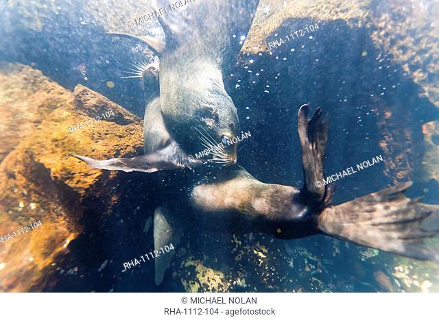 Galapagos fur seal Arctocephalus galapagoensis bulls mock-fighting underwater, Genovesa Island, Galapagos Islands, Ecuador, South America