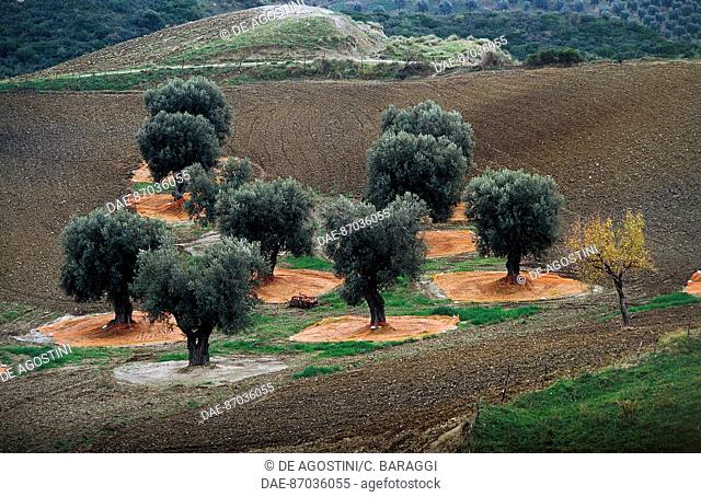 Olive tree (Olea europaea) ready for harvesting, Calabria, Italy